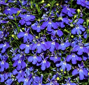 lobelia