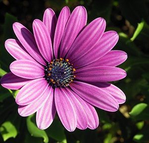 osteospermum