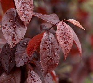 prunus cerasifera red oval leaf tree