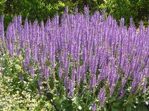 Learn About Salvia