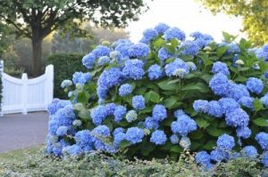 Brighter Blooms 2 Gal. Flowering Endless Summer Hydrangea Shrub