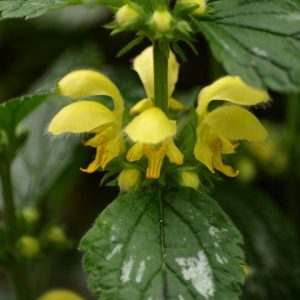 yellow-deadnettle