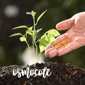 Osmocote