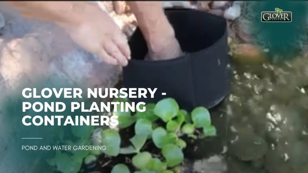 Glover Nursery - Pond Planting Containers