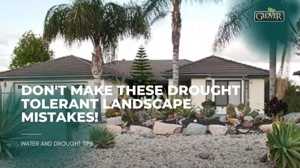 Don't Make These Drought Tolerant Landscape Mistakes!