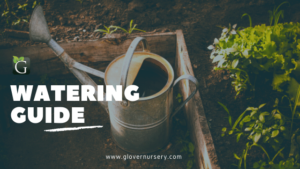 water gardening guide