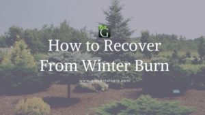 Winter Burn for your garden