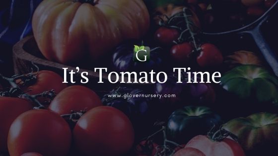 Homegrown Garden Tomatoes