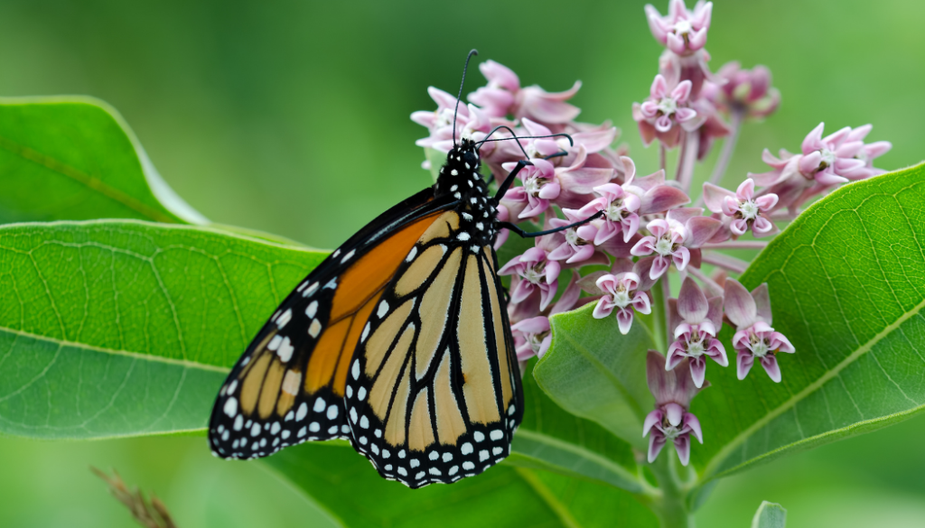 Monarch butterfly