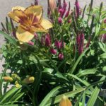 Titan Skye™ Daylily and Veronique Rose Veronica