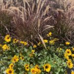 Purple Fountain Grass and Sun believeable Sunflower
