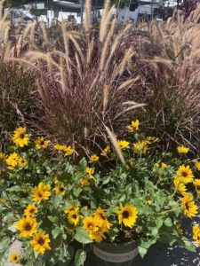 Purple Fountain Grass and Sunbelievables