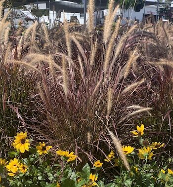Purple Fountain Grass
