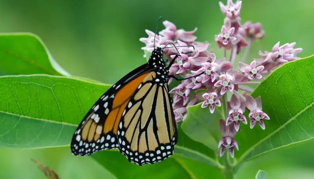 Monarch butterfly