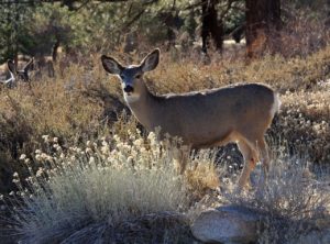 Deer