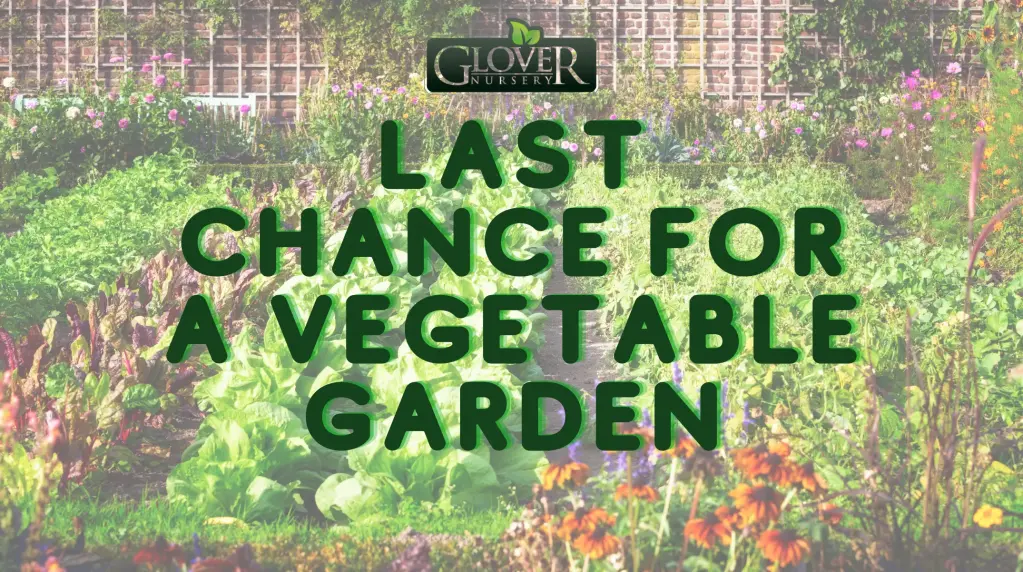 Last Chance for A Vegetable Garden
