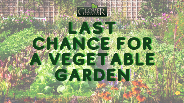 Last Chance for A Vegetable Garden Blog Banner
