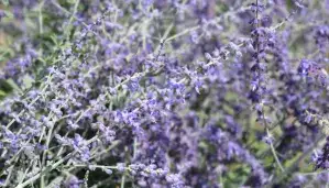 russian sage stock images royalty free