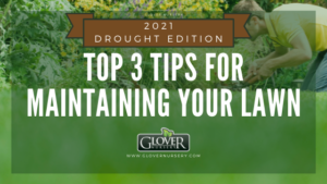 top 3 tips for maintaining your lawn