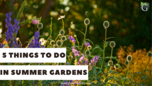5 Things To so in summer gardens