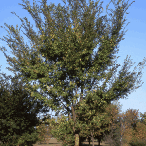 Trees