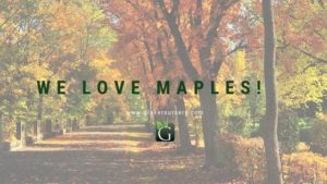 Maple Tree for your garden