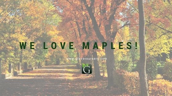 Maple Tree for your garden