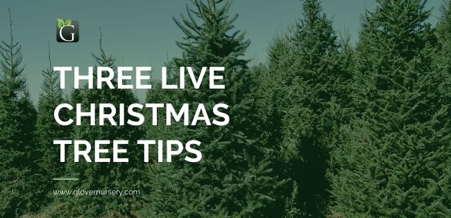 Three Live Christmas Tree Tips
