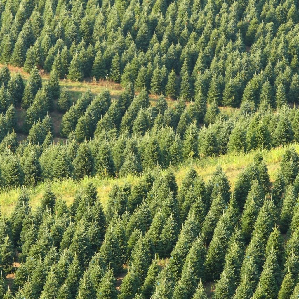 The MOST Environmentally Friendly Christmas Tree