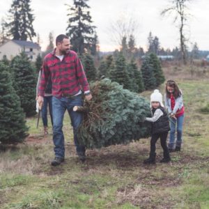 Fresh Cut Christmas Trees