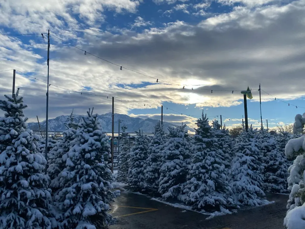 Christmas Trees Are Good For the Air