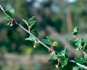 birchleaf Mountain Mahogany