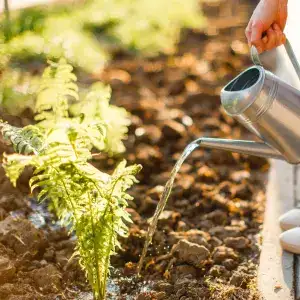 Overwatering