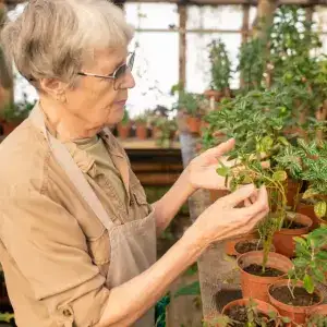 Check for Signs of Over or Under Watering