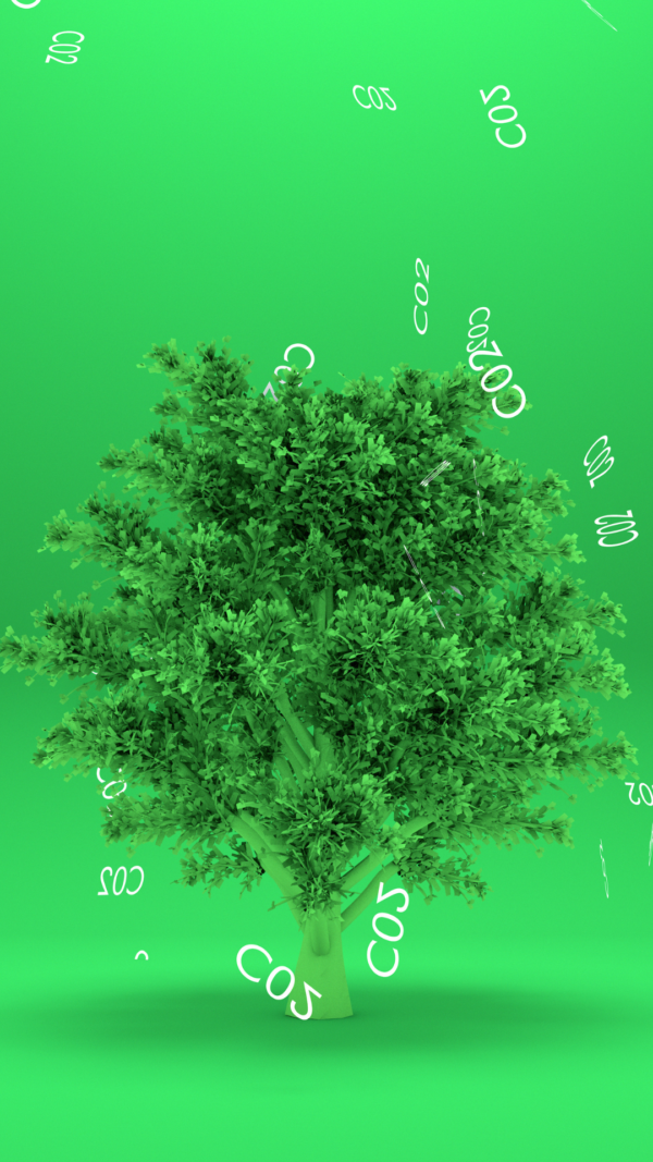 How Planting Trees Affects Air Quality