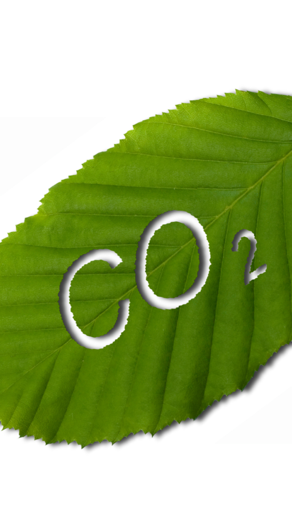 How Planting Trees Affects Air Quality