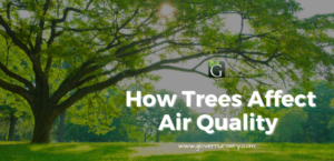 How Trees Affect Air Quality