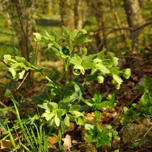 When to Plant Hellebores in Utah 