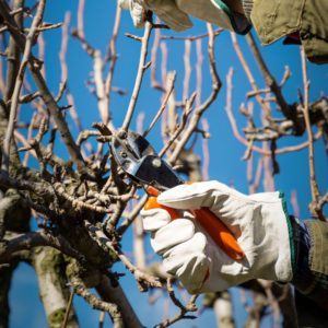 Pruning Trees for your garden
