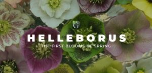 Garden Plant Helleborus