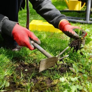 Prepare for Weeds & Pests