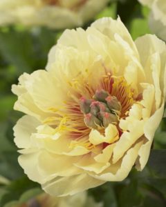 Garden Treasure Itoh Peony