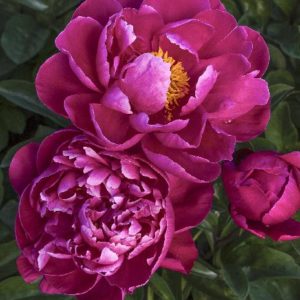 Red Sarah Bernhardt Peony