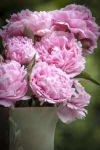 Sarah Bernhardt Peony