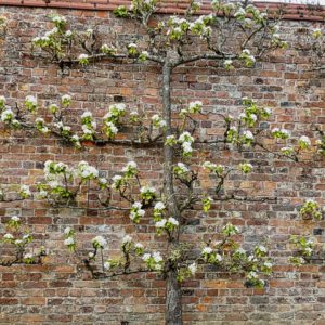 Espaliered Fruit Tree