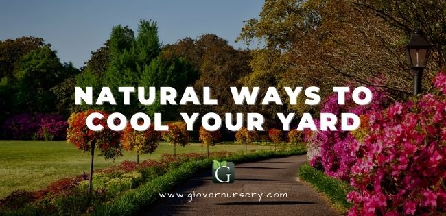 Natural Ways to Cool Your Yard