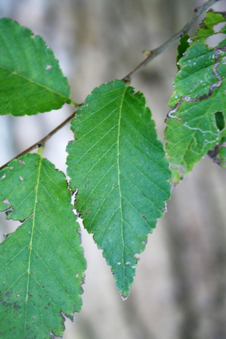 Discover the Allee Lacebark Elm: Our Featured Tree