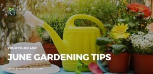 our To-Do List: June Gardening Tips