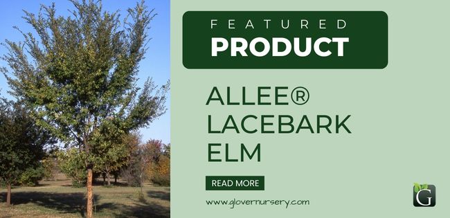 Featured Product: Allee® Lacebark Elm