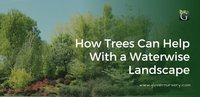 How Trees Can Help with a Waterwise Landscape